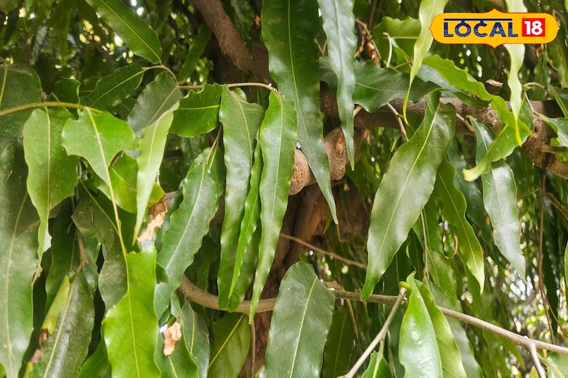 Moradabad news, hindi news, local news, up news, मुरादाबाद समाचार, हिंदी समाचार, लोकल समाचार, यूपी समाचार।