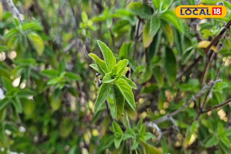 tulsi benefits 