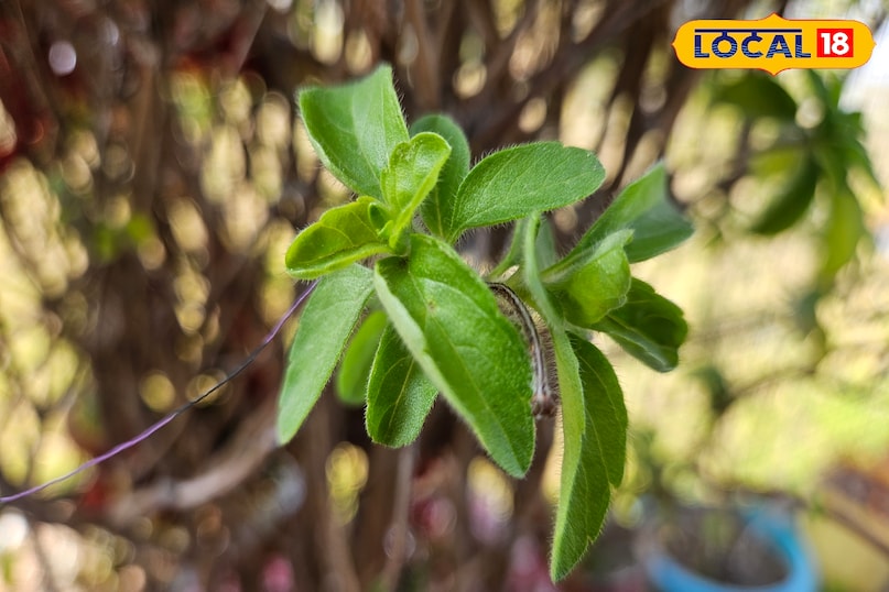 tulsi benefits 