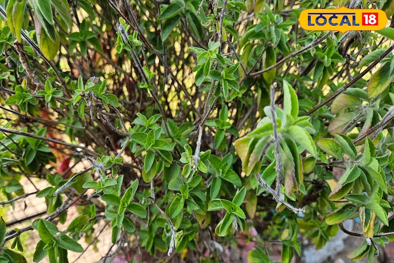 tulsi benefits 