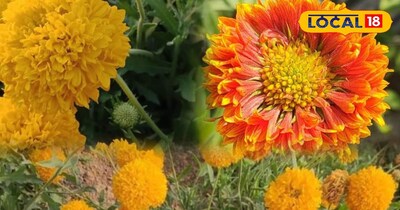 फूलों कि खेती 