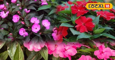 गार्डन टिप्स 