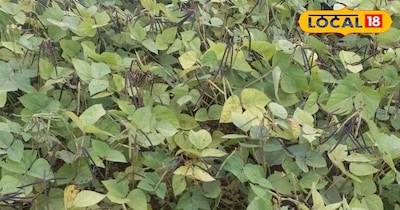 मूंग के पौधे 