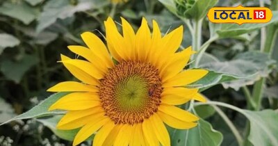 सूरजमुखी की खेती से मुनाफा 