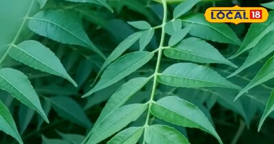 फोड़े-फुंसी और स्किन एलर्जी से परेशान? बकायन करेगा अंदर से सफाई, जानें इसके असरद