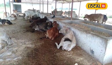 मौजूद पशु फाइल फोटो