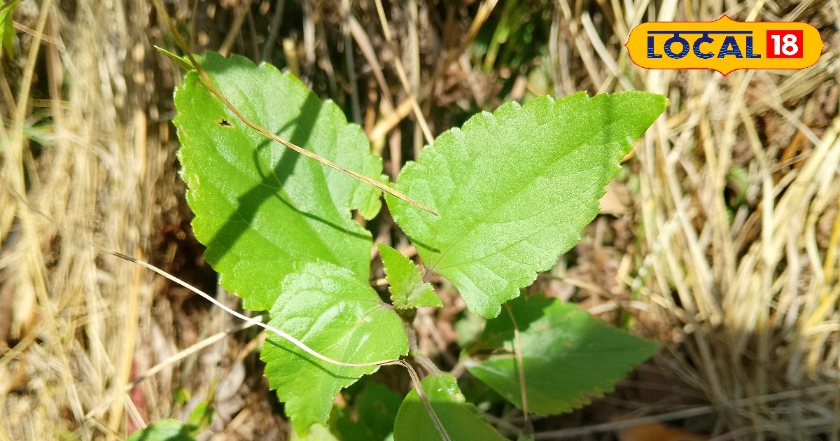 पहाड़ों की वो जड़ी-बूटी जो हाथ या पैर कटते ही काम आती है, जानिए नाम और तरीका