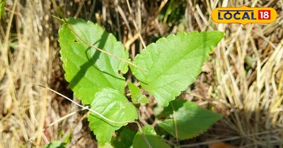 काला गन्या की पत्तियां, ज पहाड़ी इलाकों में हाथ-पैर कटने पर इस्तेमाल होता है 
