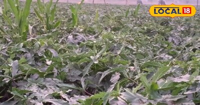 भिंडी की खेती 