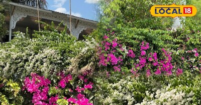 बाउंड्री वॉल के लिए बोगनवेलिया