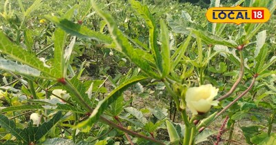 एक एकड़ में भिंडी खेती की लागत 10 से 12 हजार रुपये आती है.