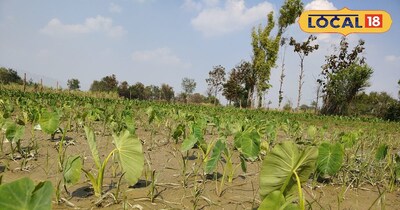 अरवी (घुइयां) की खेती.