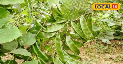 बिना लतर वाली सेम की नई वैरायटी, टमाटर जैसे पौधे 