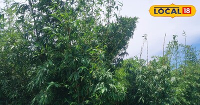 बास की खेती