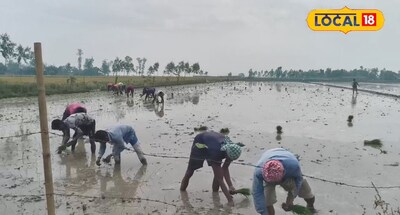 साठा धान की खेती।