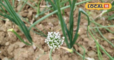 प्याज में आया हुआ फूल 