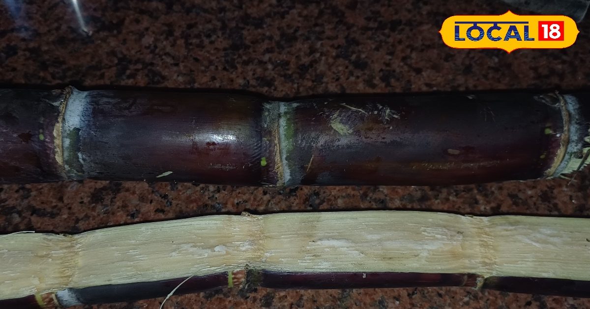 गन्ना चबाकर खाएं या जूस पीएं?…सेहत के लिए कौन सा तरीका है फायदेमंद, एक्सपर्ट से जानिए