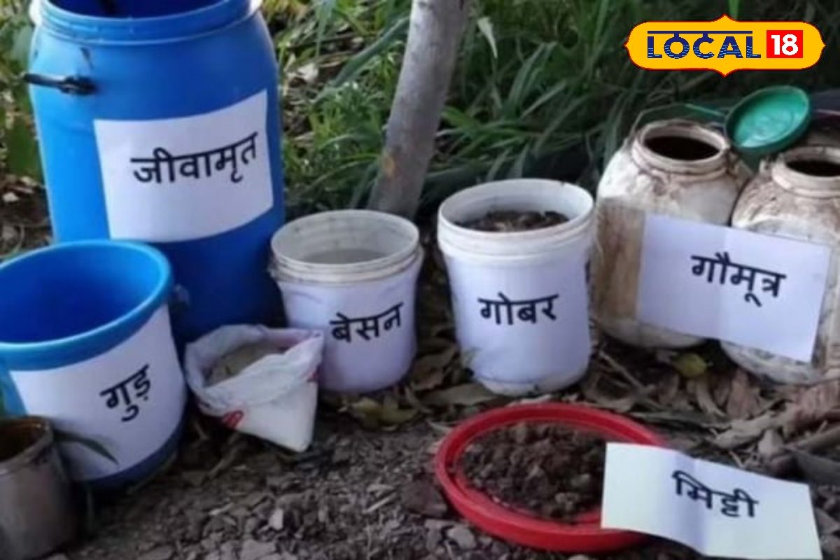 गोबर-गोमूत्र से उग रहा सोना! कोरबा के किसानों का गजब बंपर पैदावार फार्मूला, बंपर कमाई