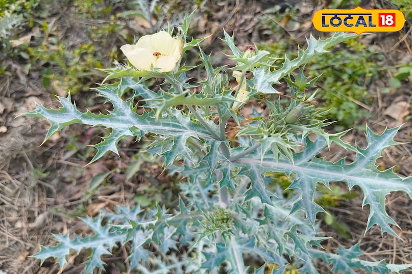 फूल आयुर्वेदिक फूल आयुर्वेदिक