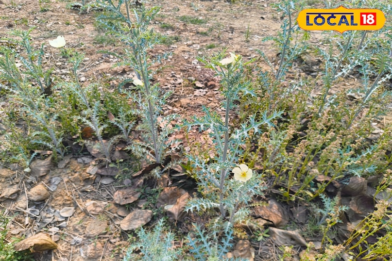 पीला पीला