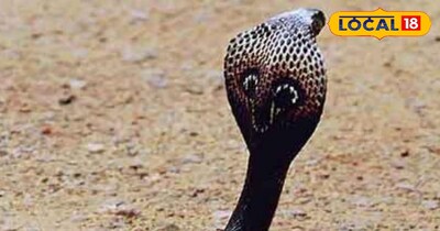 सांप के काटने पर क्या करें?एक्सपर्ट ने बताए जरूरी बचाव और इलाज