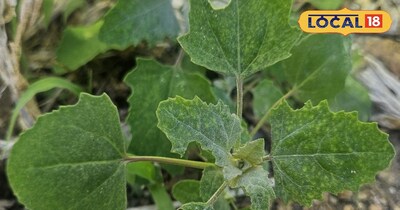 गर्मियों में भी बथुआ है शरीर को ठंडक देने वाला देसी सुपरफूड.