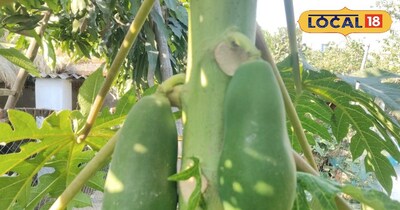 पारंपरिक फसल छोड़ पपीते की खेती से बंपर कमाई, 'रेड लेडी' किस्म बनी किसानों की पसंद.