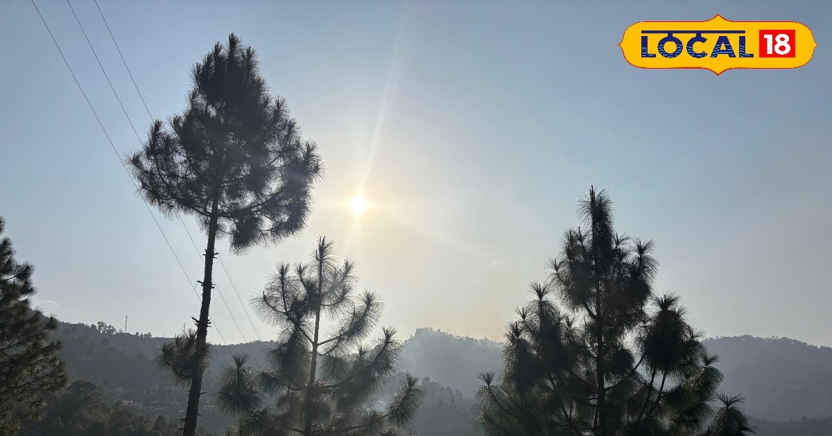 Pine Tree: पहाड़ों को भूस्खलन से बचाता है, लेकिन आग लगते ही बन जाता है ...