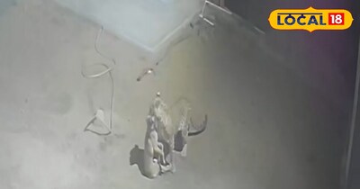 भीलवाड़ा पैंथर न्यूज़ 