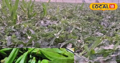 भिंडी की खेती 