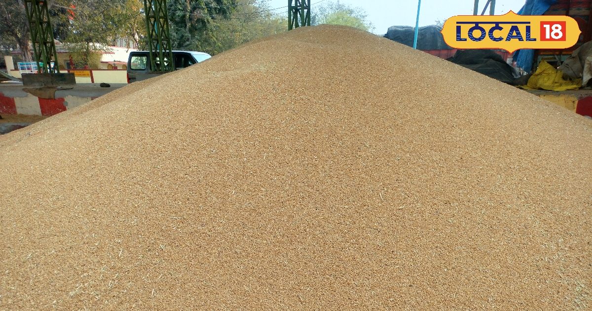 घर में स्टोर करना है गेहूं लेकिन खराब होने की टेंशन, ये हैं आसान-असरदार नुस्खे