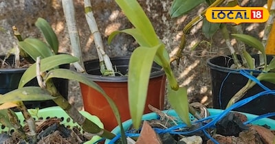 Gardening Tips - कड़ी से कड़ी धूप में भी नहीं मुरझायेगें पौधे, अगर कर लेंगे अपने