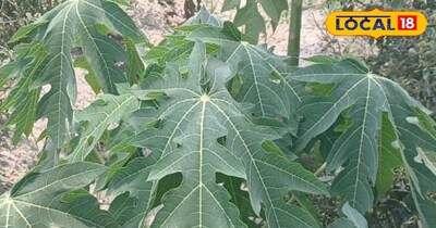 पपीते के पत्ते सेहत के लिए होते हैं फायदेमंद।