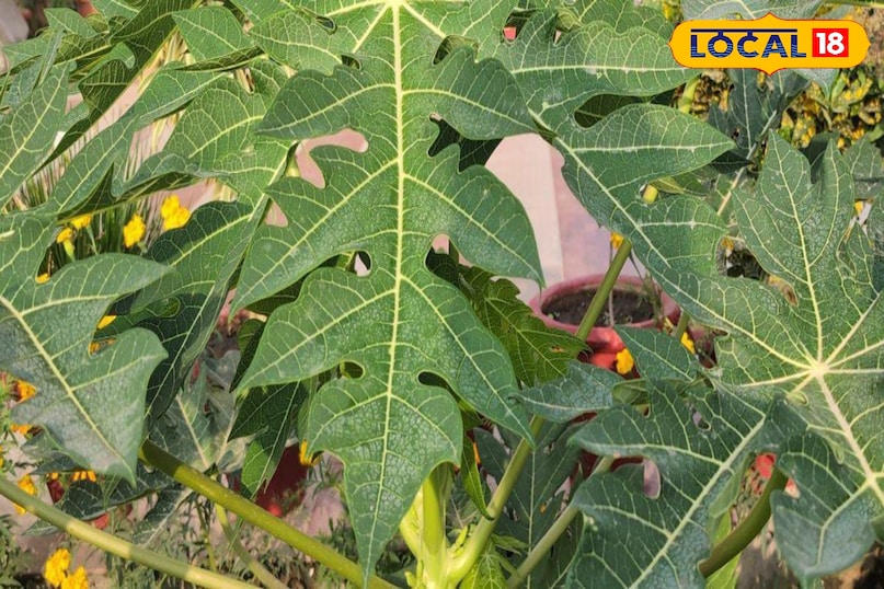 Moradabad news, hindi news, local news, up news, मुरादाबाद समाचार, हिंदी समाचार, लोकल समाचार, यूपी समाचार। Moradabad news, hindi news, local news, up news, मुरादाबाद समाचार, हिंदी समाचार, लोकल समाचार, यूपी समाचार।