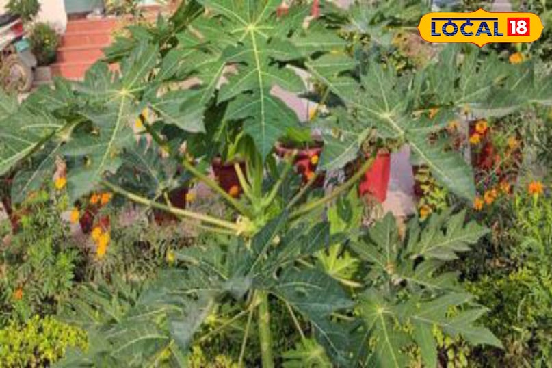 Moradabad news, hindi news, local news, up news, मुरादाबाद समाचार, हिंदी समाचार, लोकल समाचार, यूपी समाचार। Moradabad news, hindi news, local news, up news, मुरादाबाद समाचार, हिंदी समाचार, लोकल समाचार, यूपी समाचार।