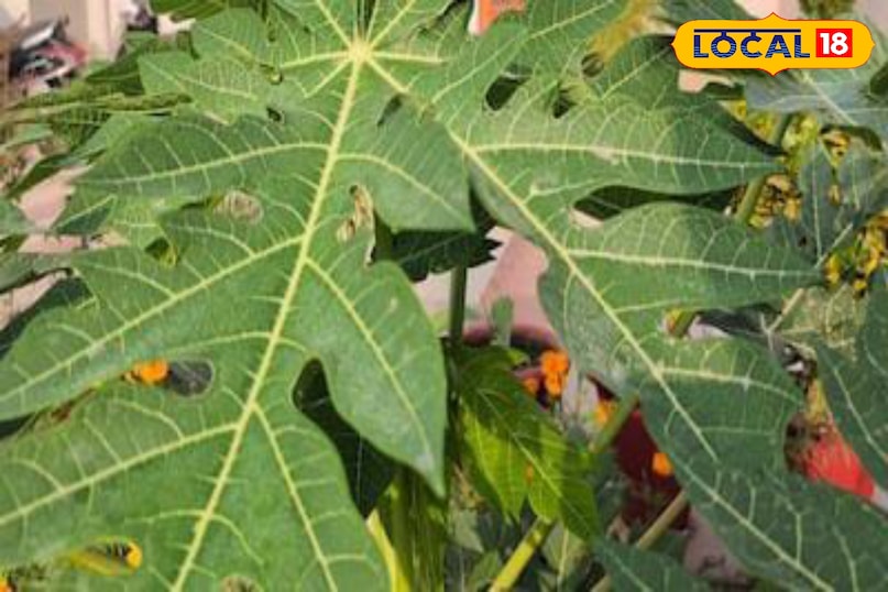 Moradabad news, hindi news, local news, up news, मुरादाबाद समाचार, हिंदी समाचार, लोकल समाचार, यूपी समाचार। Moradabad news, hindi news, local news, up news, मुरादाबाद समाचार, हिंदी समाचार, लोकल समाचार, यूपी समाचार।