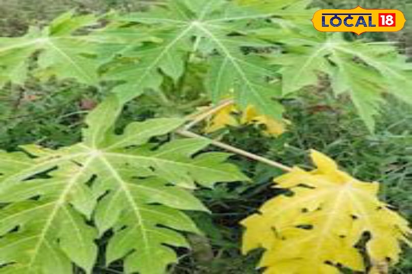 Moradabad news, hindi news, local news, up news, मुरादाबाद समाचार, हिंदी समाचार, लोकल समाचार, यूपी समाचार। Moradabad news, hindi news, local news, up news, मुरादाबाद समाचार, हिंदी समाचार, लोकल समाचार, यूपी समाचार।