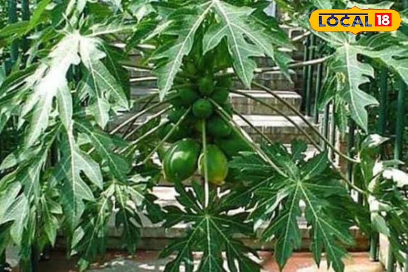 Moradabad news, hindi news, local news, up news, मुरादाबाद समाचार, हिंदी समाचार, लोकल समाचार, यूपी समाचार। Moradabad news, hindi news, local news, up news, मुरादाबाद समाचार, हिंदी समाचार, लोकल समाचार, यूपी समाचार।