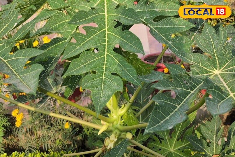 Moradabad news, hindi news, local news, up news, मुरादाबाद समाचार, हिंदी समाचार, लोकल समाचार, यूपी समाचार। Moradabad news, hindi news, local news, up news, मुरादाबाद समाचार, हिंदी समाचार, लोकल समाचार, यूपी समाचार।