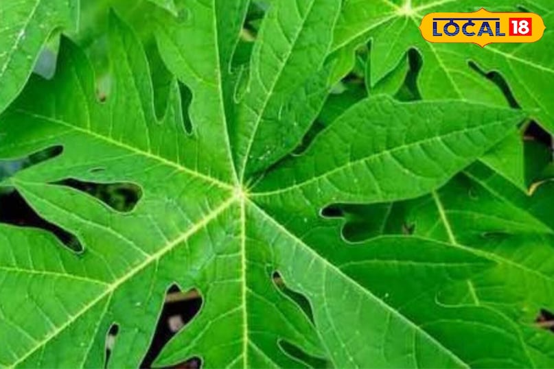 Moradabad news, hindi news, local news, up news, मुरादाबाद समाचार, हिंदी समाचार, लोकल समाचार, यूपी समाचार।