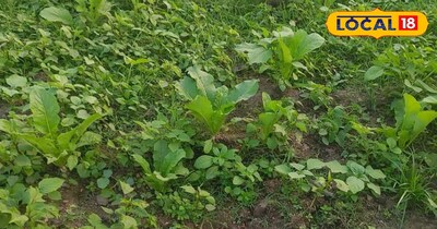 सीधी के किसान का कमाल! एक खेत में 5 फसल उगाकर बनें लखपति.