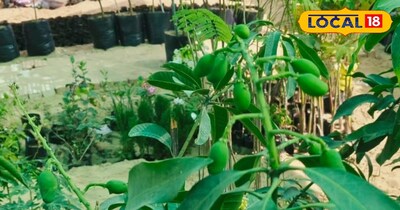 बाग नहीं तो क्या हुआ, अब छत-बालकनी में उगाएं आम का पेड़, 2-3 साल में घर बैठे खाए