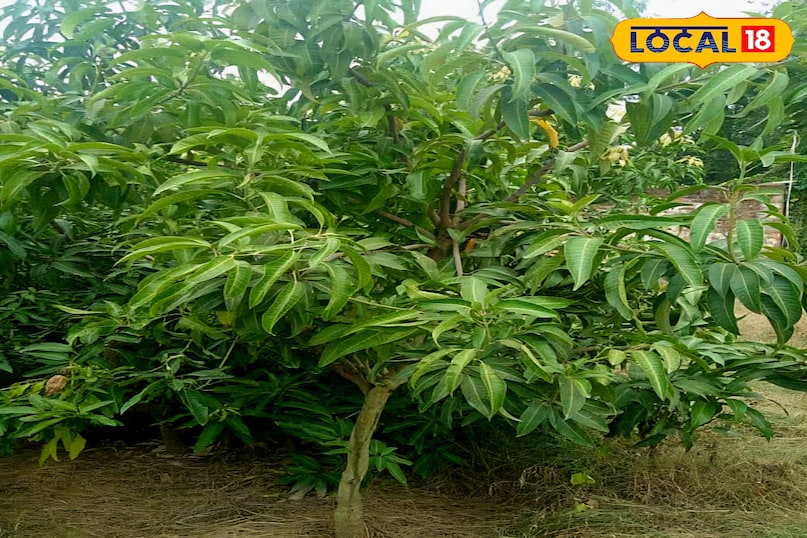 गमला और मिट्टी का सही कॉम्बिनेशन गमला और मिट्टी का सही कॉम्बिनेशन