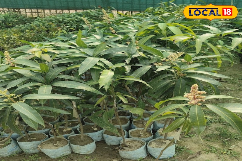 कीड़े कीड़े