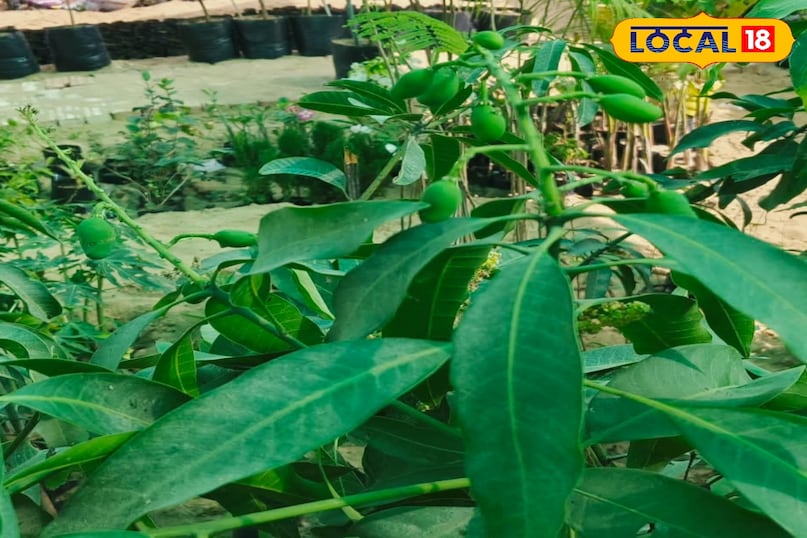 किस्म किस्म