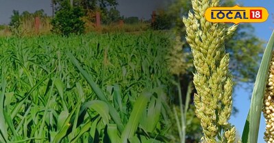 ज्वार चरी की खेती 