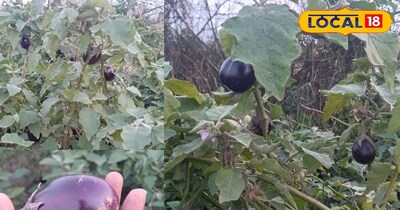 भरतपुर के राजू ने 2 बीघा में बैगन उगाकर कमाए लाखों, अन्य किसान भी ले रहे प्रेरणा.