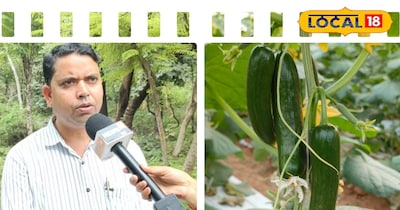 खीरा में लगने वाले कीट रोग 