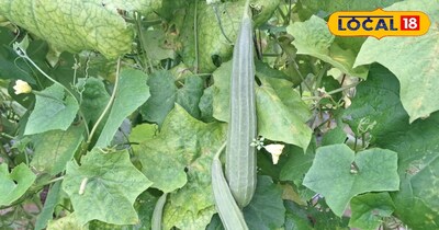 तोरई की खेती से मुनाफा 