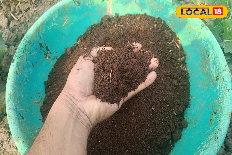 नींबू के पौधे से ज्यादा फल कैसे लें, नींबू में रस को कैसे बढ़ाएं, नींबू के साइज को बड़ा कैसे करें, नींबू के पौधे की गर्मियों में देखभाल कैसे करें, नींबू के पौधे को कौन से पोषक तत्व दें, लोकल 18, How to get more fruit from lemon plant, how to increase juice in lemon, how to increase the size of lemon, how to take care of lemon plant in summer, which nutrients should be given to lemon plant, Local 18